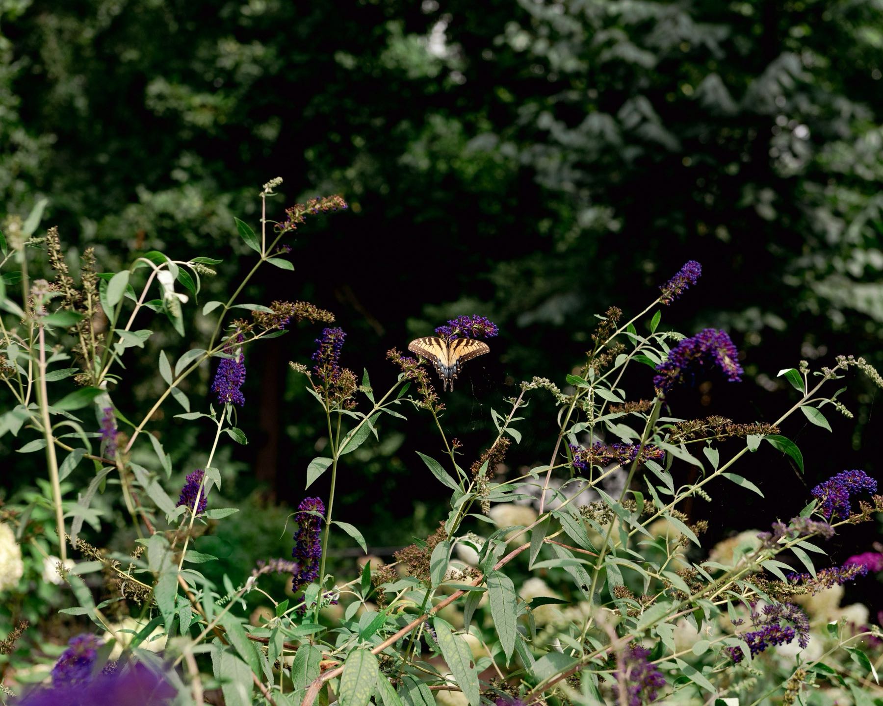 Pollinator garden in bloom